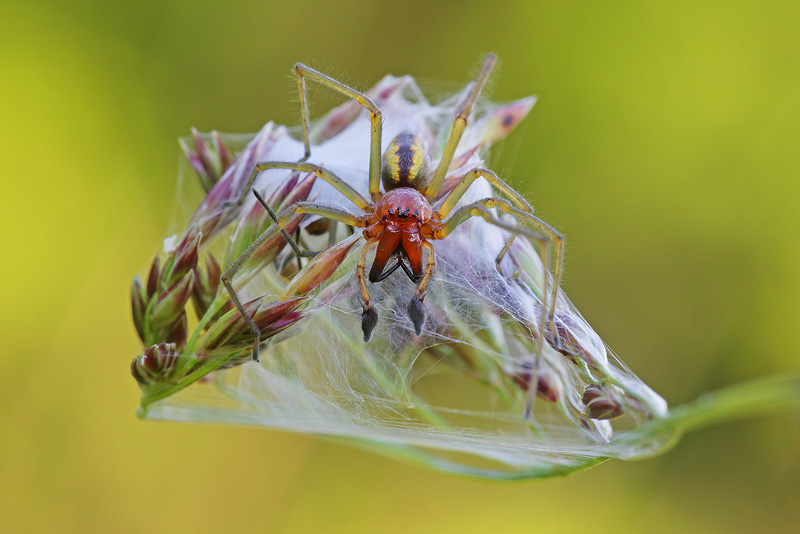 Cheiracanthium elegans -